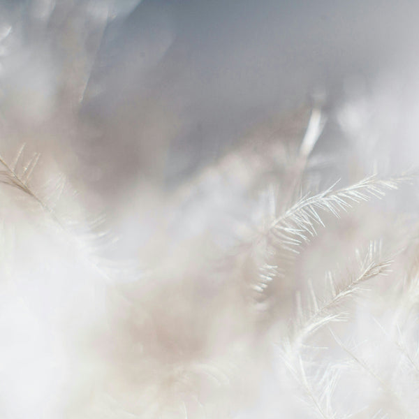 Responsible Down Standard (RDS)